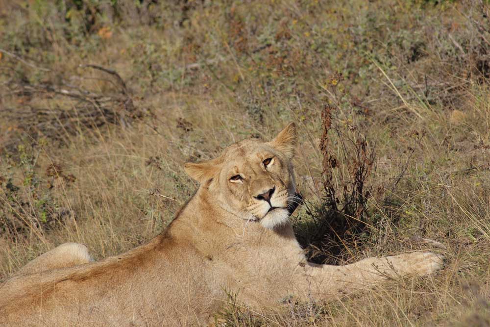 Safari in Südafrika Botlierskop Private Game Reserve