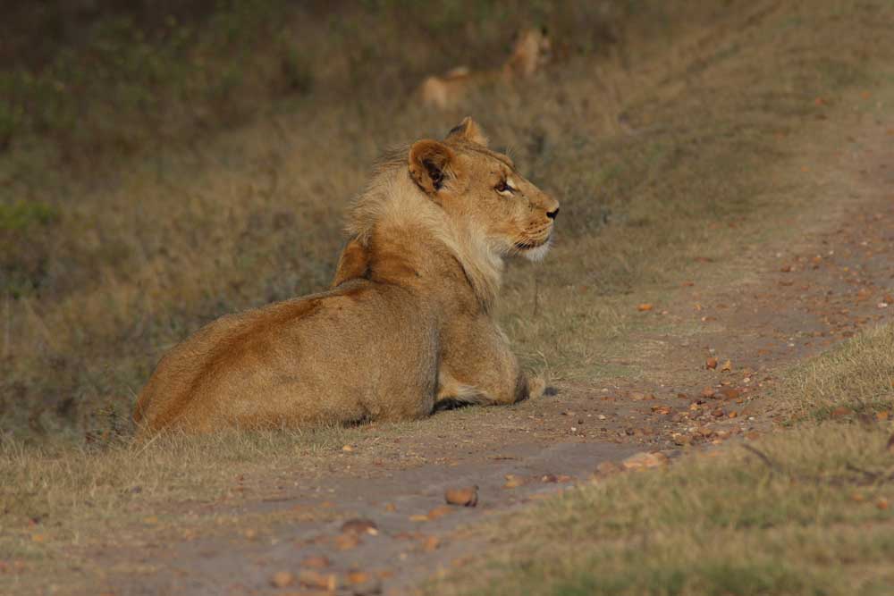Safari in Südafrika Botlierskop Private Game Reserve