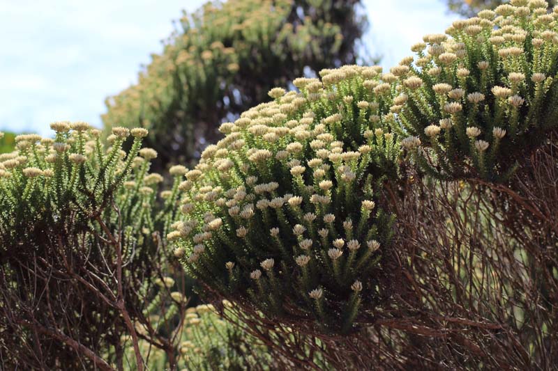 Table Mountain National Park