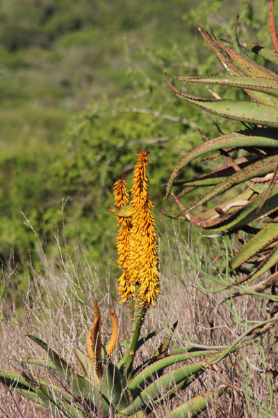 Addo National Park