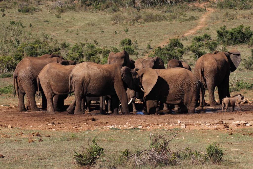 Addo Elephant Park Südafrika - Big Five Safari im Addo Nationalpark
