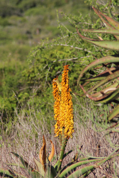 Addo National Park