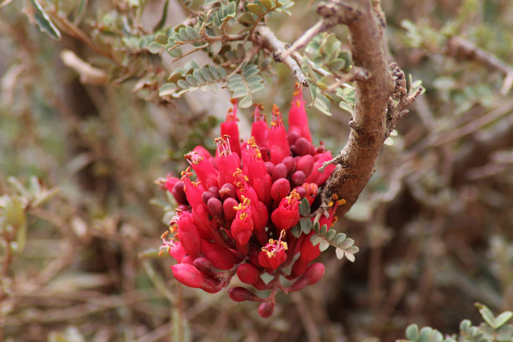 Addo National Park