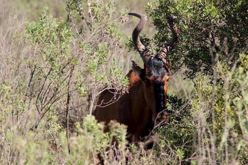 Antilope Addo Park