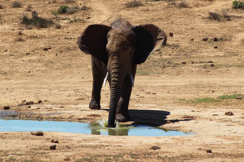 Elefant am Wasserloch Big Five Safari Suedafrika