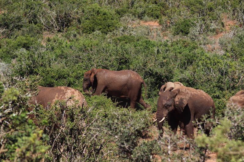 Elefanten Addo Nationalpark