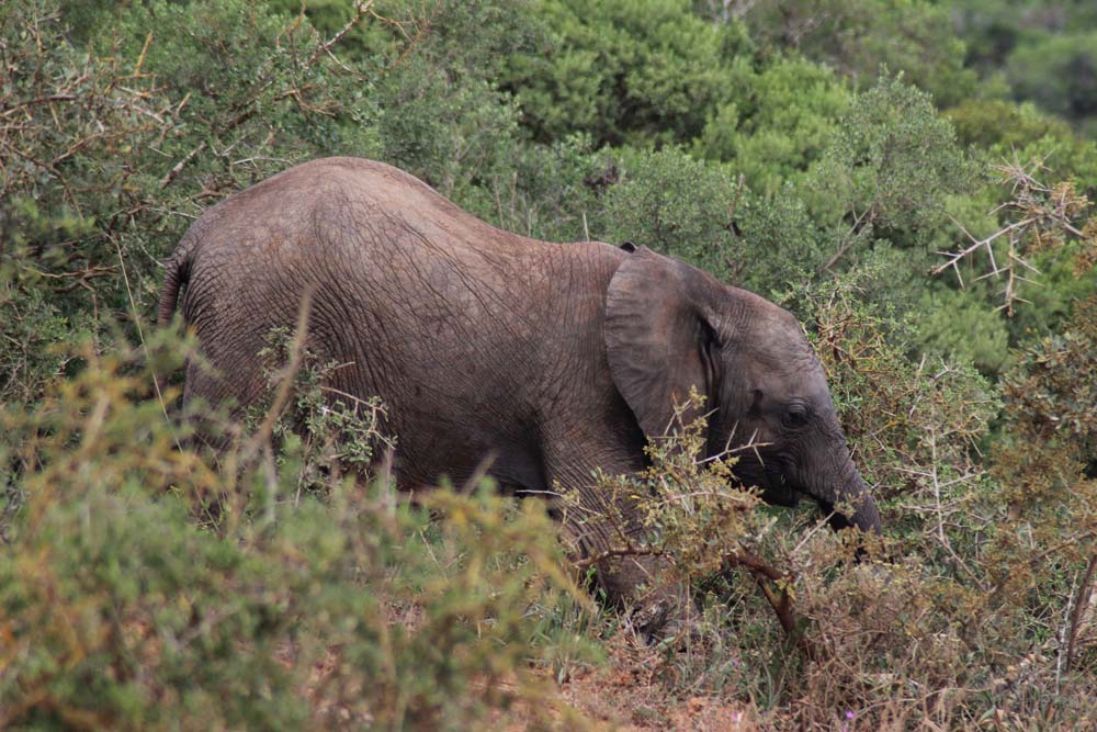 Elefant Addo Park 