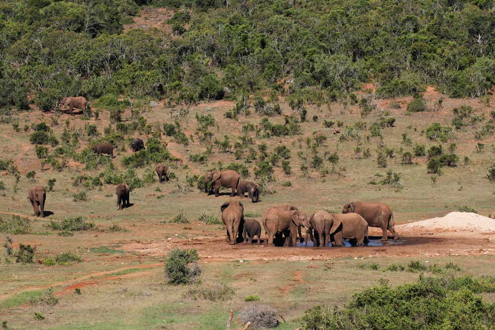 Elefanten Addo National Park