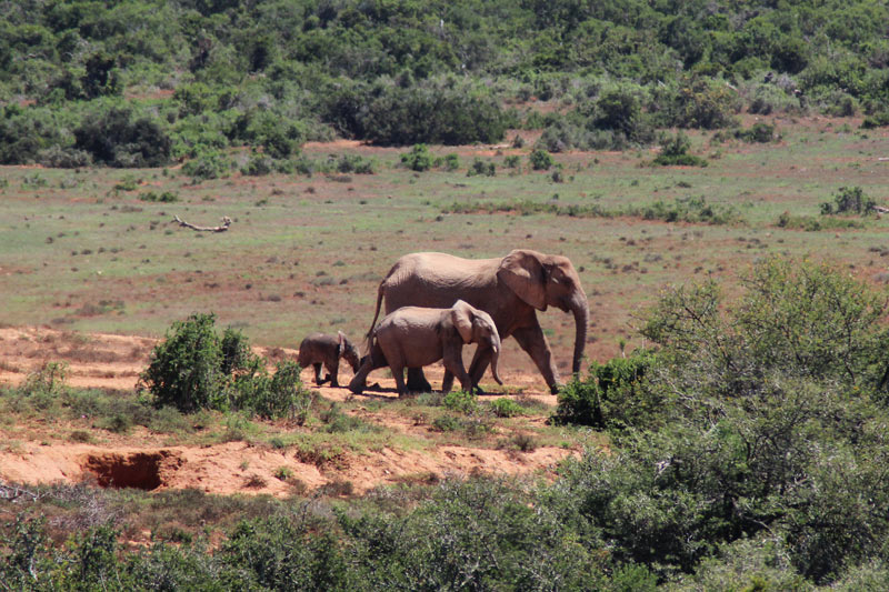 Elefantenfamilie Addo National Park