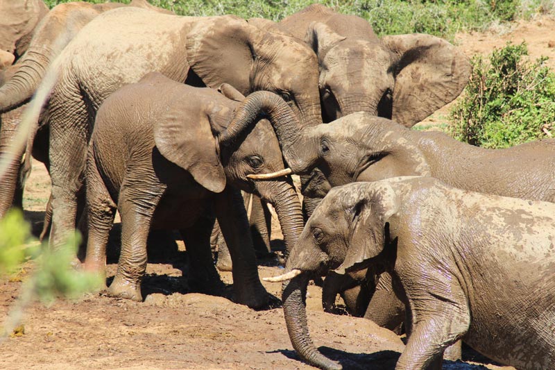 Elefanten beim dem Schlammbad Addo Nationalpark