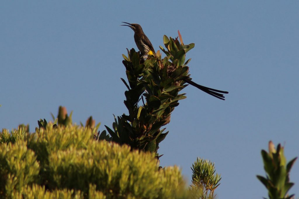 Grootbos Ausflüge Jeep Safari & Vogelbeobachtung