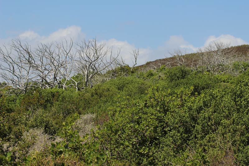 Grootbos Milkwood Wald