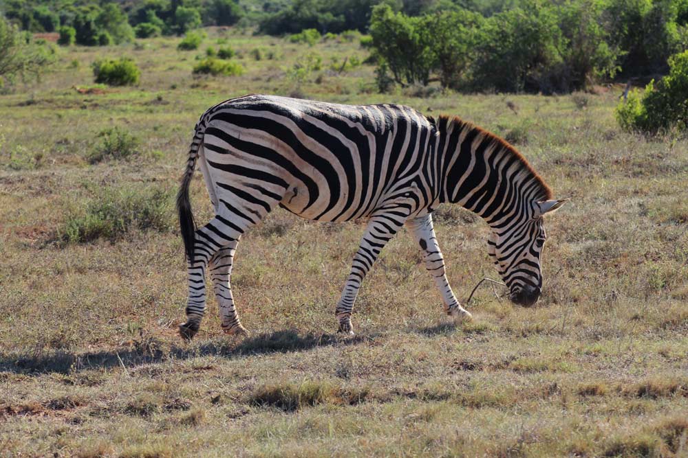 Zebra Safari Südafrika Addo Nationalpark