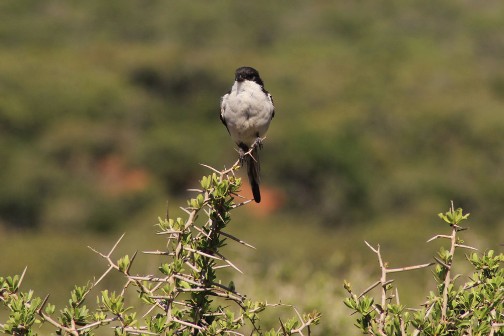 Addo Elephant Park