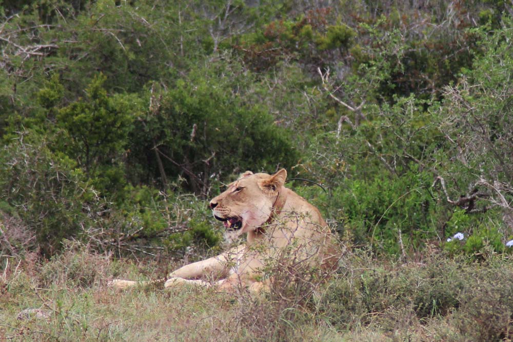 Löwe Big Five Safari Südafrika