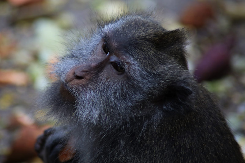 Monkey Forest Ubud