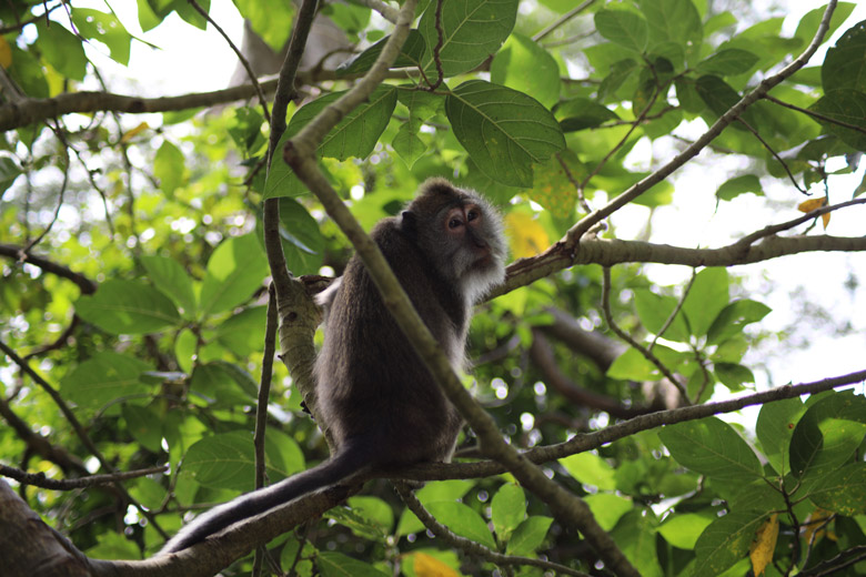 Affe Monkey Forest Ubud Bali