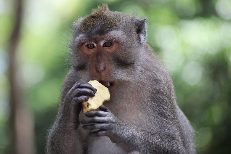 Affe Monkey Forest Ubud Bali