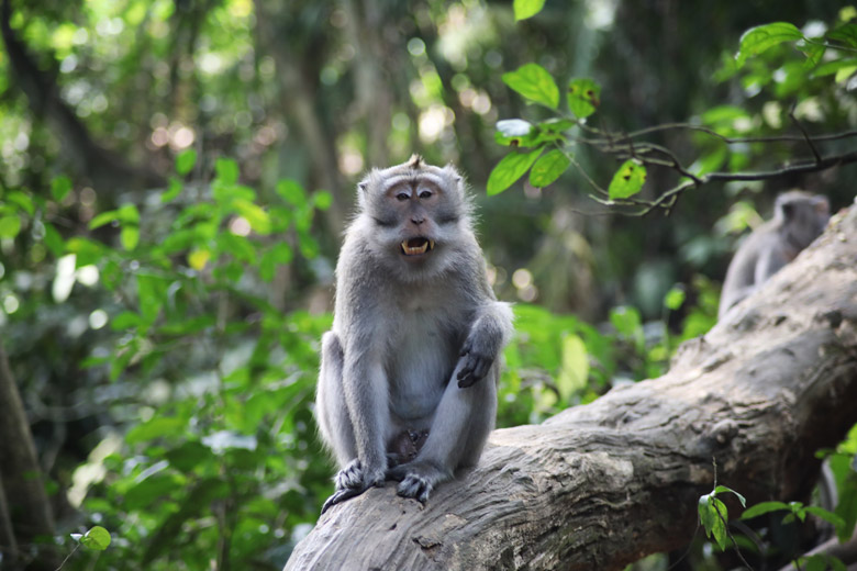 Monkey Forest Ubud Bali Indonesien