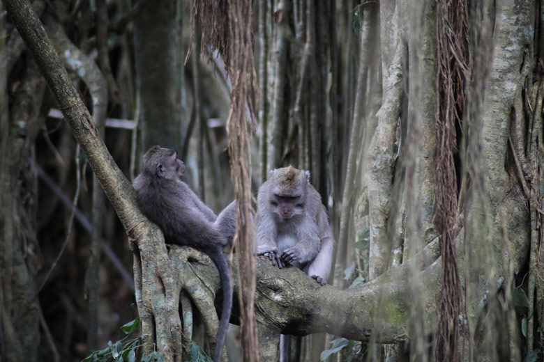 Affen Monkey Forest Ubud Bali