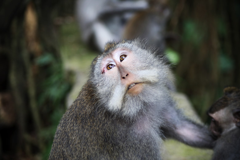 Affe Monkey Forest Ubud Bali