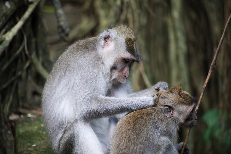 Affen Monkey Forest Ubud Bali
