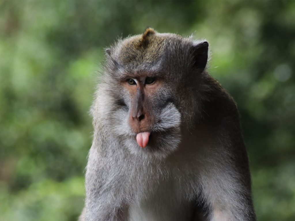 Monkey Forest Ubud Bali Indonesien