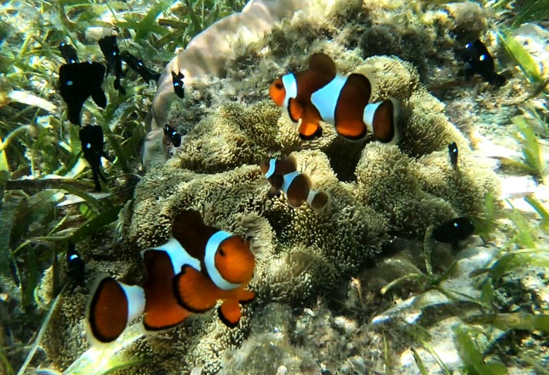 Tauchen in Indonesien Bunaken Sulawesi Bastianos Dive Resort