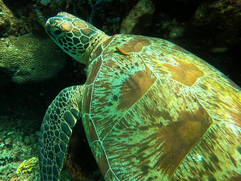 Schildkröte Tauchen in Indonesien Bunaken Sulawesi Bastianos Dive Resort