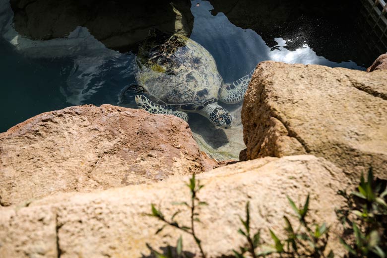 Dubai Turtle Rehabilitation Project