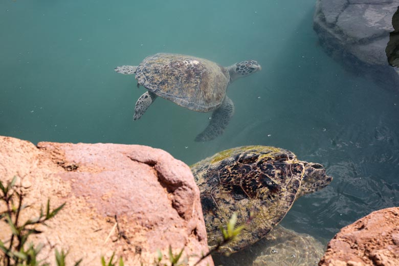 Dubai Turtle Rehabilitation Project