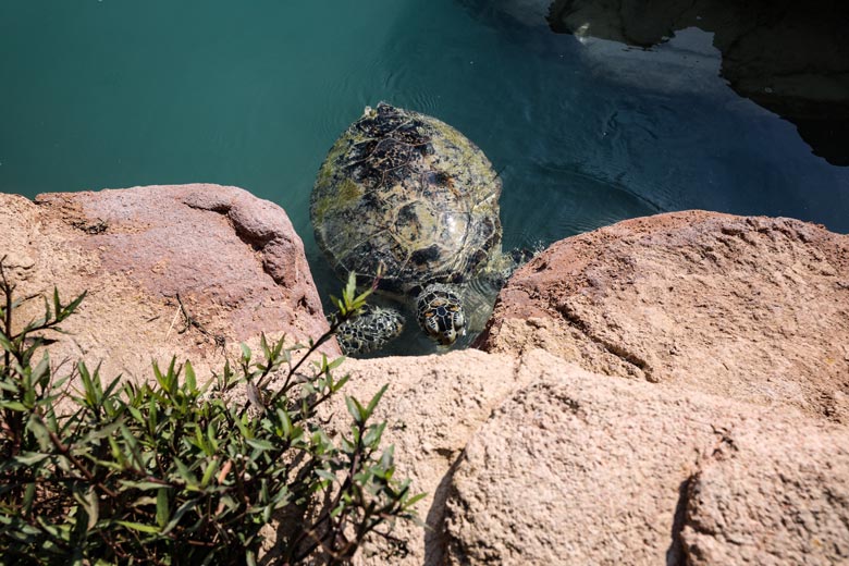 Dubai Turtle Rehabilitation Project