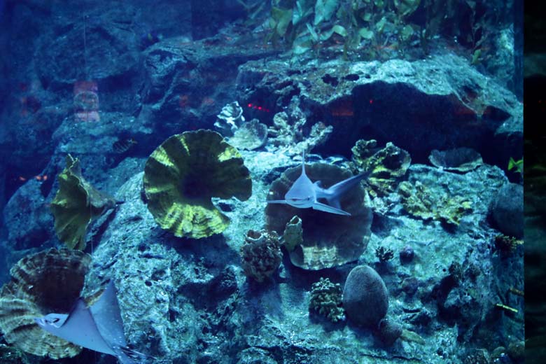 Sehenswürdigkeiten in Dubai Aquarium