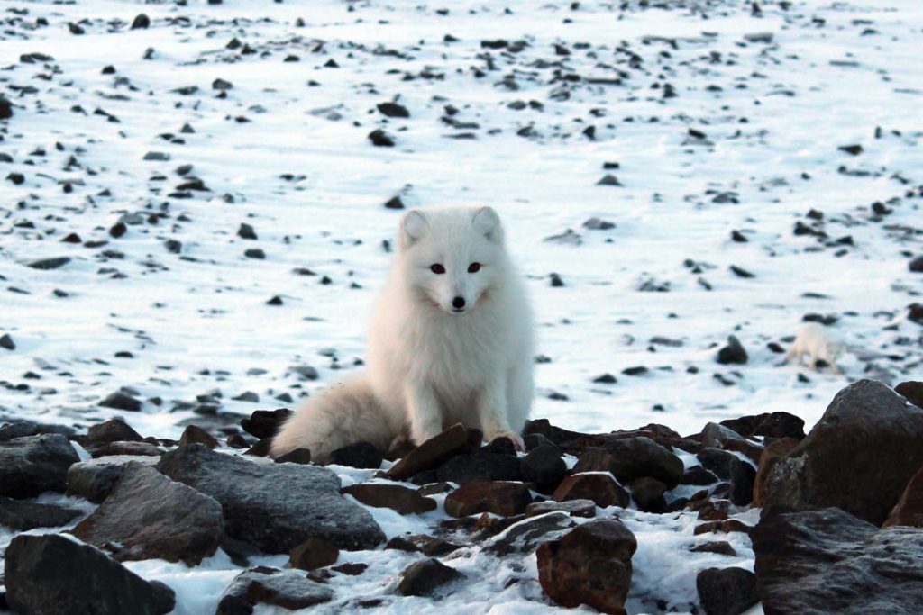 Polarfuchs Spitzbergen Arktis Fototour