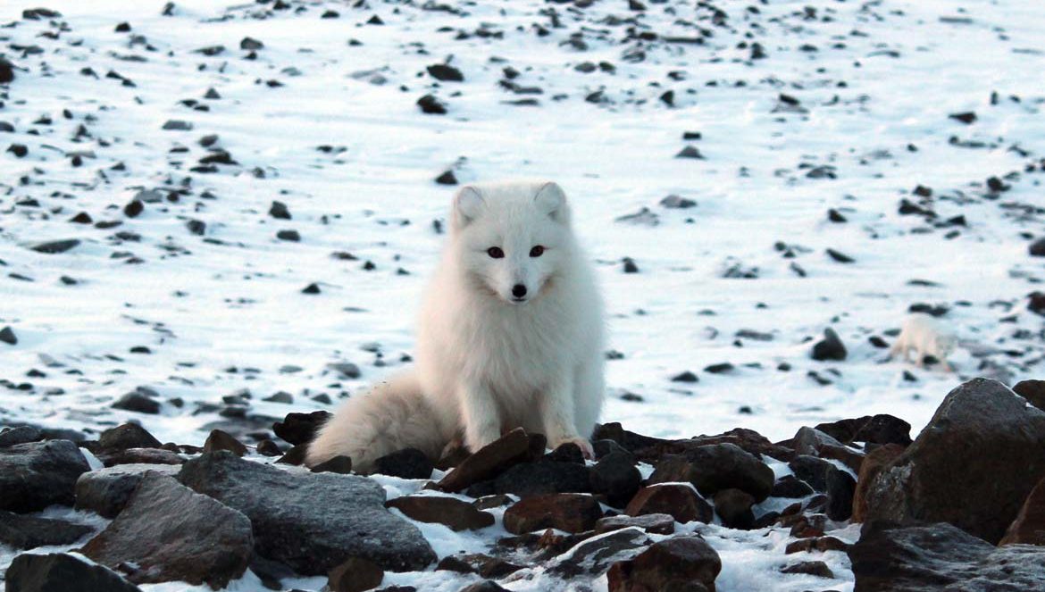 Polarfuchs Spitzbergen Arktis Fototour