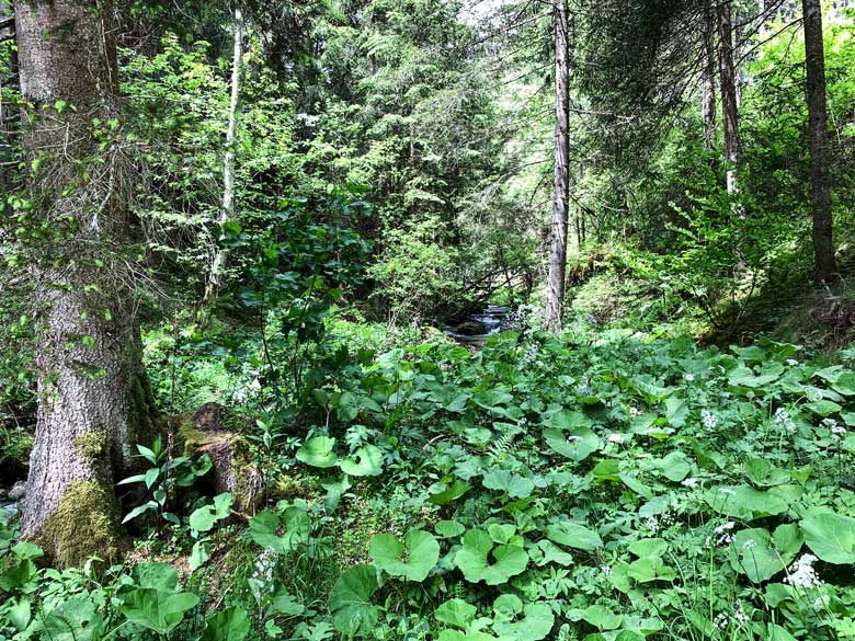 Graggerschlucht Wasserweg Wandern Steiermark